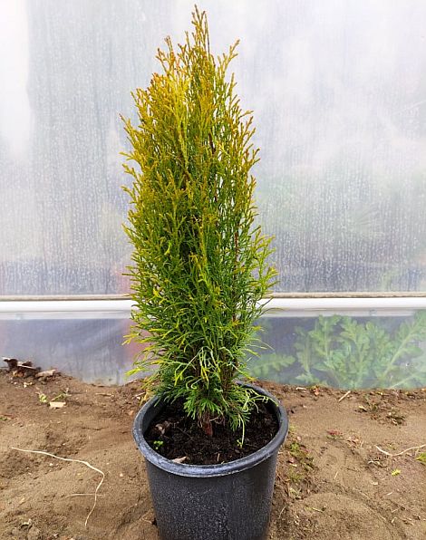 Thuja occidentalis Totem Smaragd